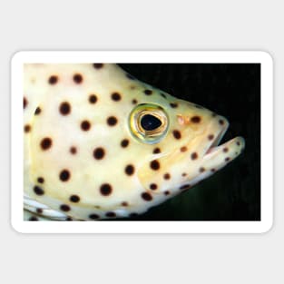 Fish Portrait - Wilf Sticker